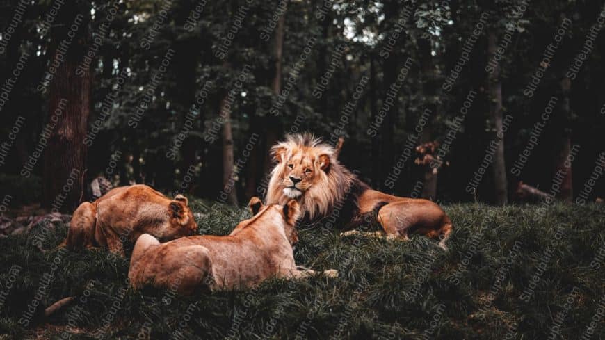 Tawny lions greenery background image