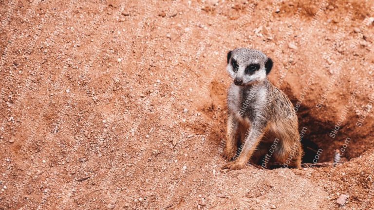 Terra cotta Meerkat background image & Google Slides Theme