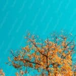 Turquoise Sky AutumnLeaves background image & Google Slides Theme