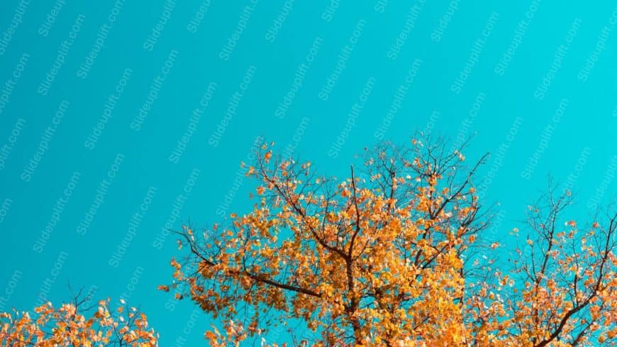 Turquoise Sky AutumnLeaves background image