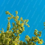 Vivid Blue Sky Green Leaves background image & Google Slides Theme