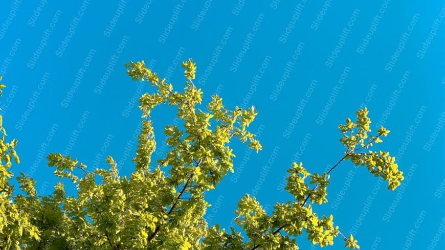 Vivid Blue Sky Green Leaves background image