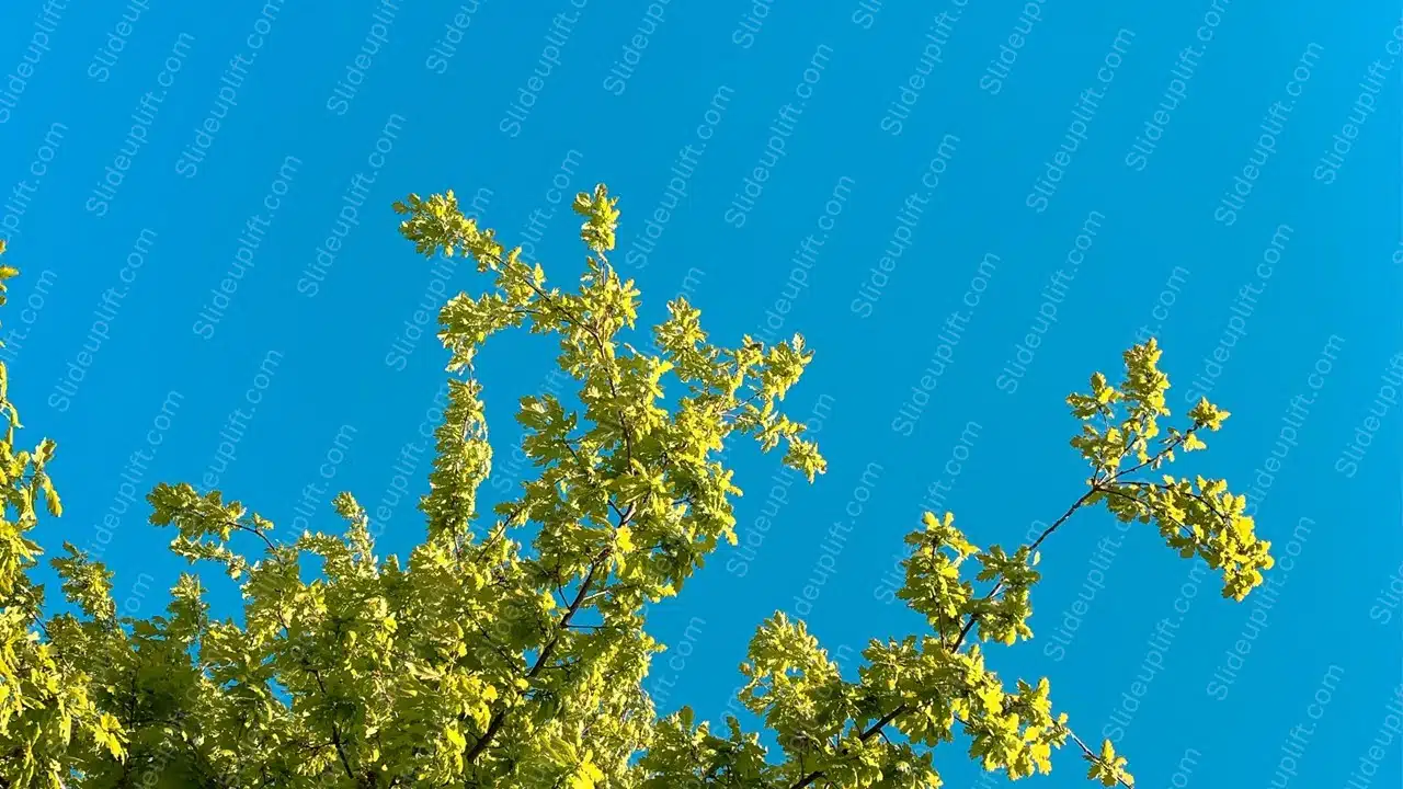 Vivid Blue Sky Green Leaves background image & Google Slides Theme