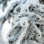 White Snow Covered Pine Branches Blue Sky background image & Google Slides Theme