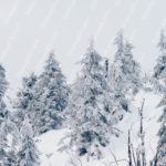 White Snow Covered Trees Winter background image & Google Slides Theme