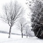 White Snow Trees Road background image & Google Slides Theme