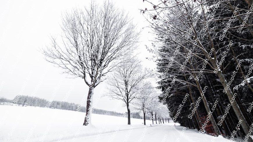 White Snow Trees Road background image