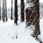 White Snow Trees Winter background image & Google Slides Theme