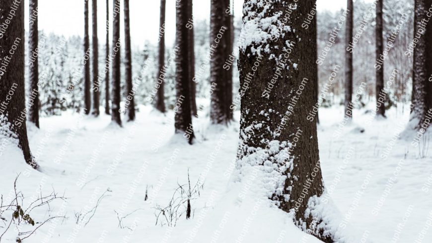 White Snow Trees Winter background image