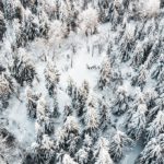 White Snowy Trees Winter background image & Google Slides Theme