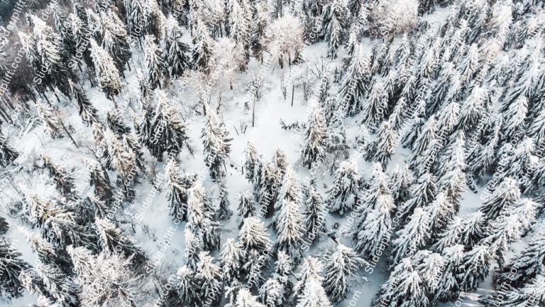 White Snowy Trees Winter background image & Google Slides Theme