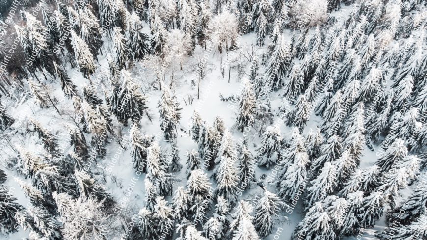 White Snowy Trees Winter background image