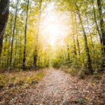 Yellow Green Trees Brown Path Forest background image & Google Slides Theme