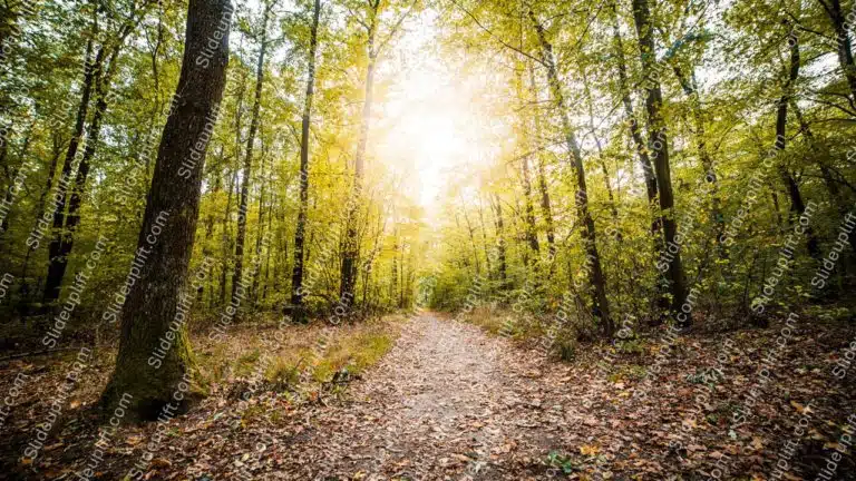 Yellow Green Trees Brown Path Forest background image & Google Slides Theme