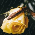 Yellow Rose&Brown Snake Black background image & Google Slides Theme