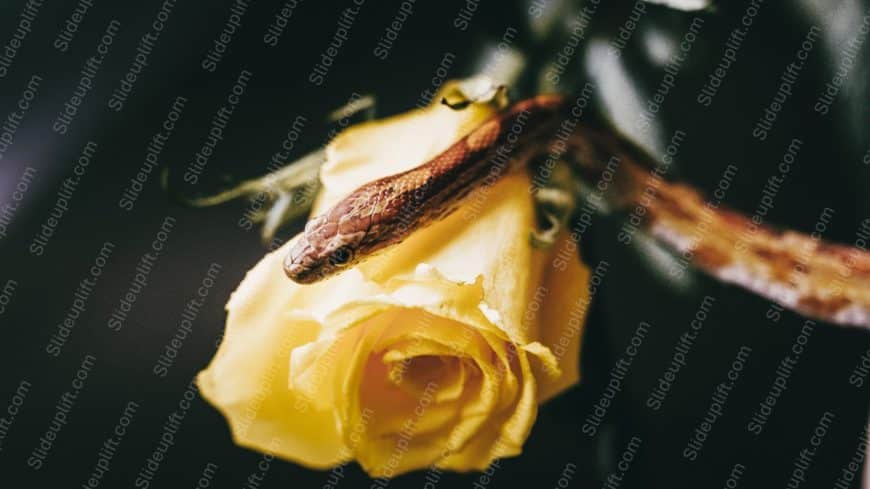 Yellow Rose&Brown Snake Black background image