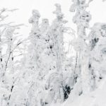 white snow covered trees background image & Google Slides Theme