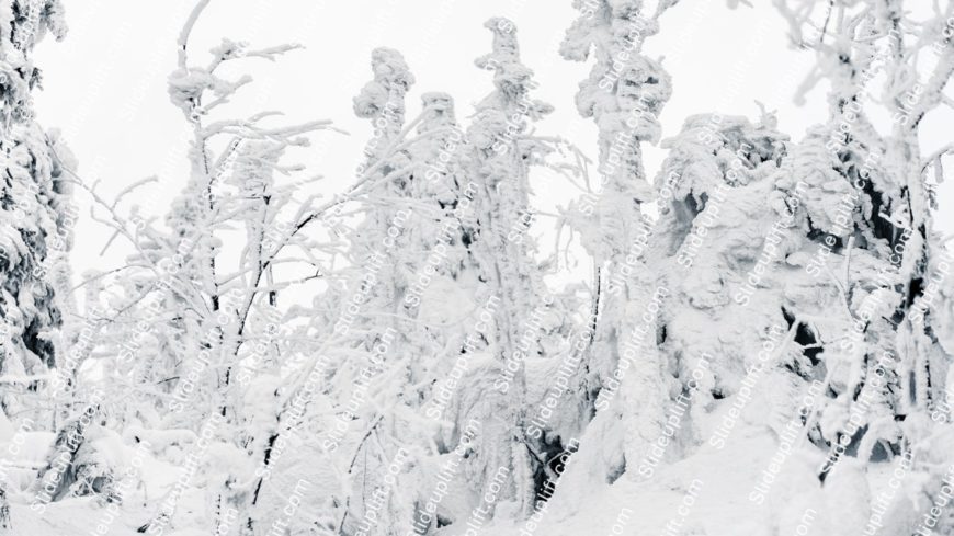 white snow covered trees background image
