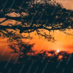 Amber Sunset Silhouetted Trees Background Image & Google Slides Theme