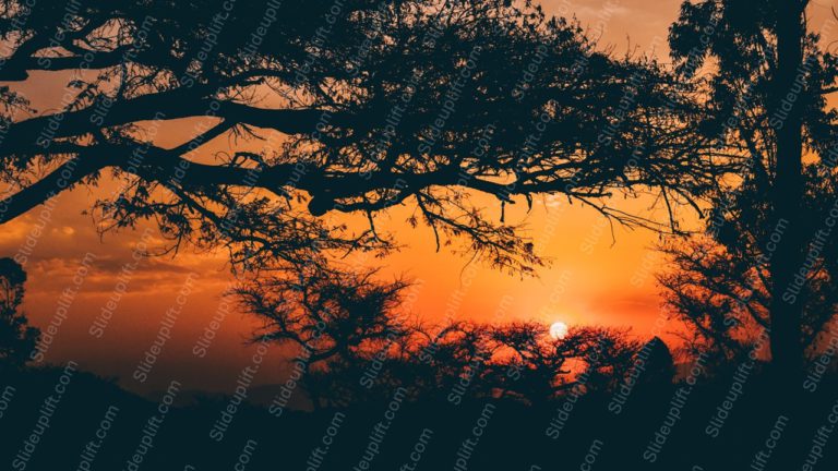 Amber Sunset Silhouetted Trees Background Image & Google Slides Theme