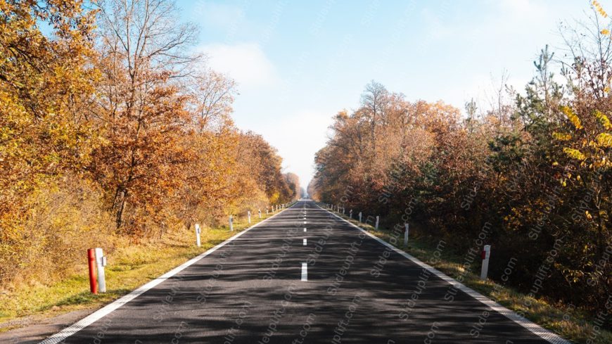 Autumn Brown Trees Asphalt Road Background Image