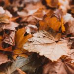 Autumn Brown And Yellow Leaves Background Image & Google Slides Theme