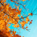 Autumn Orange Leaves Blue Sky Background Image & Google Slides Theme