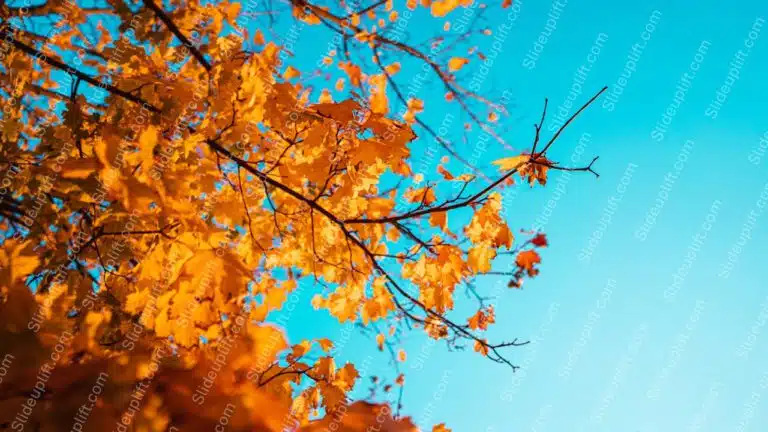 Autumn Orange Leaves Blue Sky Background Image & Google Slides Theme