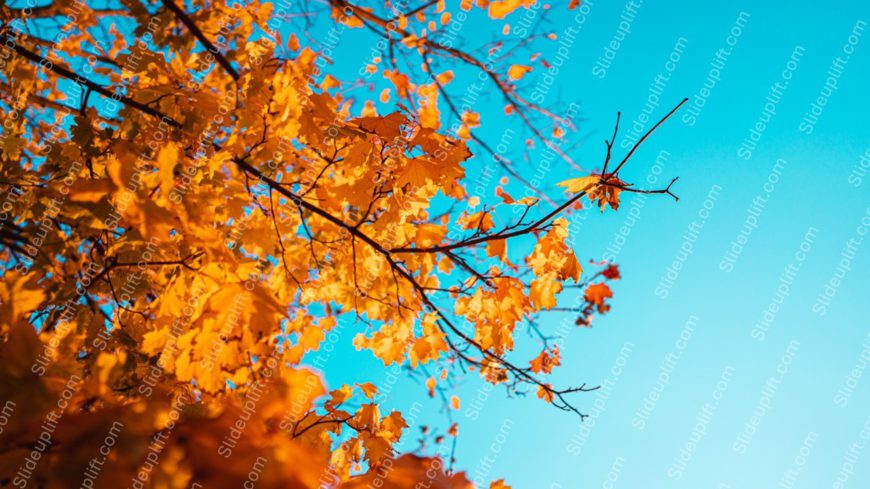 Autumn Orange Leaves Blue Sky Background Image