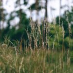 Beige Tall Grass Green Forest Background Image & Google Slides Theme