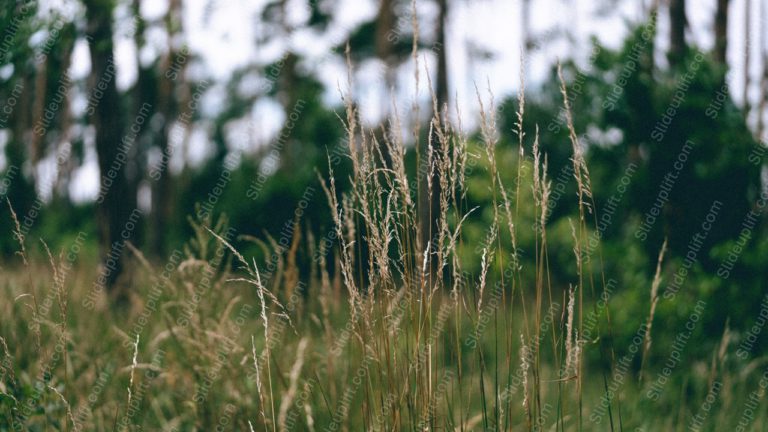 Beige Tall Grass Green Forest Background Image & Google Slides Theme