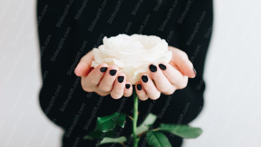 Black Nailpolish White Rose Background Image