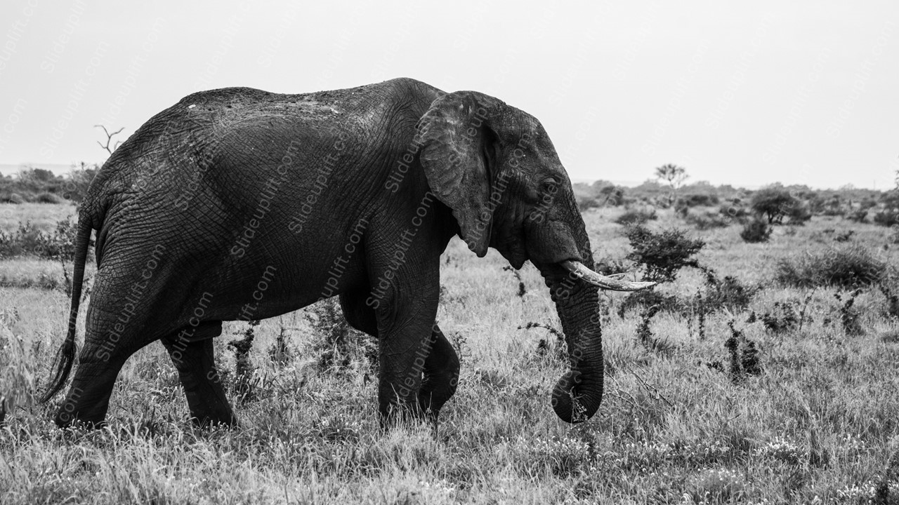 Black White Elephant Savanna Background Image & Google Slides Theme