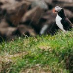 Black White Orange Puffin Green Grass Brown Rocks Background Image & Google Slides Theme