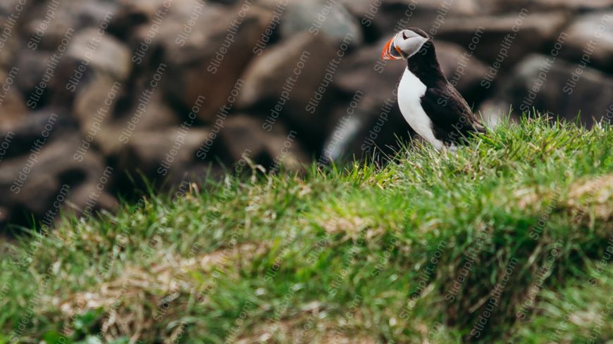 Black White Orange Puffin Green Grass Brown Rocks Background Image