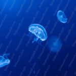 Blue Moon Jellyfish Ocean Background Image & Google Slides Theme