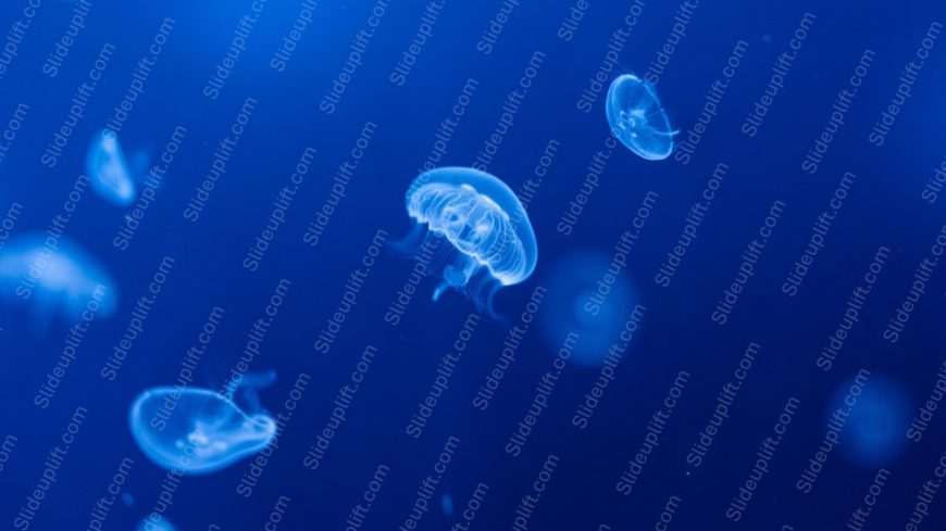 Blue Moon Jellyfish Ocean Background Image