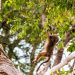 Brown Baboons Green Leaves Background Image & Google Slides Theme