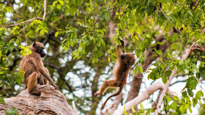 Brown Baboons Green Leaves Background Image