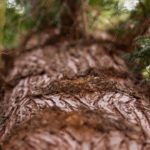 Brown Tree Bark Green Leaves Background Image & Google Slides Theme