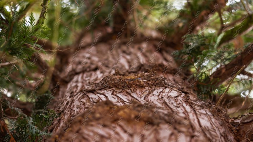 Brown Tree Bark Green Leaves Background Image