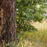 Brown Tree Trunk Green Leaves Yellowish Grass Background Image & Google Slides Theme