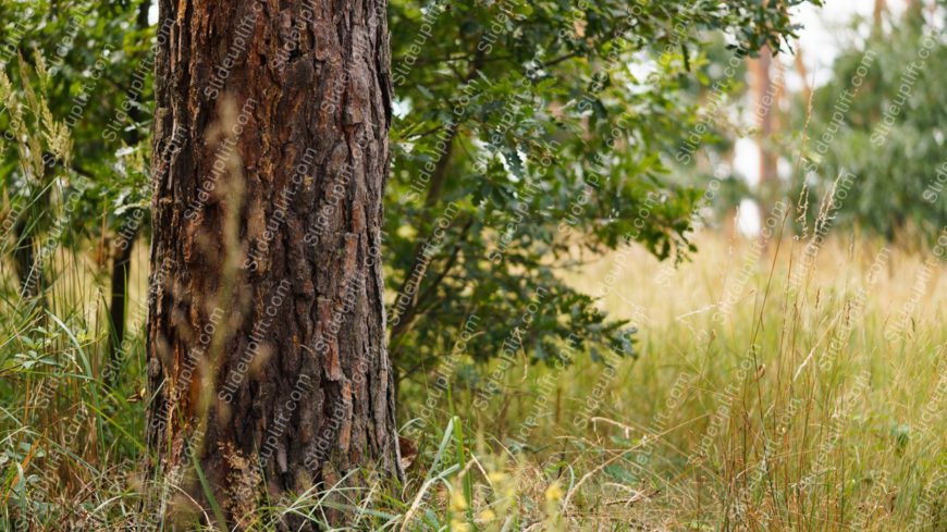 Brown Tree Trunk Green Leaves Yellowish Grass Background Image