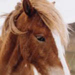 Brown White Horse Natural Background Image & Google Slides Theme