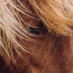 Chestnut Horseeye Mane Background Image & Google Slides Theme