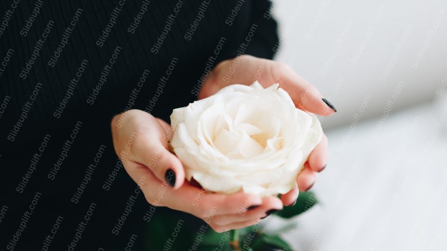 Cream White Rose Black Sweater Background Image