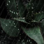 Dark Green Aloe Plant Background Image & Google Slides Theme