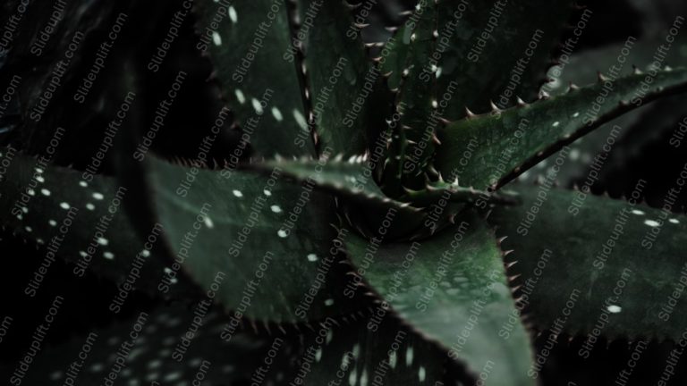 Dark Green Aloe Plant Background Image & Google Slides Theme