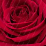 Deep Red Rose Background Image & Google Slides Theme