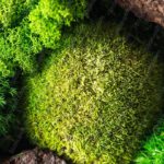 Emerald Shades Of Moss And Bark Background Image & Google Slides Theme